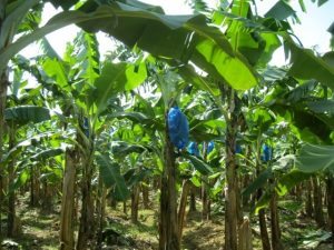 St Lucia Banana Plantation
