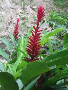 Flower at Toraille Waterfall