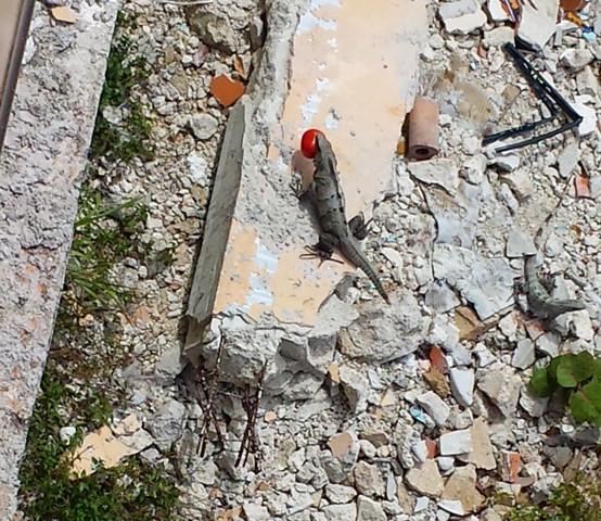 That's an iguana down below with a tomato in its mouth. 