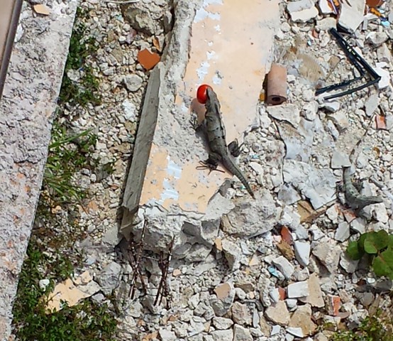 Iguana with kitchen scraps That's an iguana down below with a tomato in its mouth.