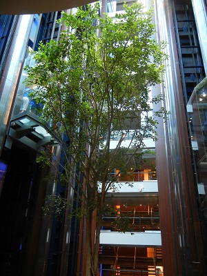 Live tree in middle of ship