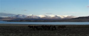 Horses! Iceland in February